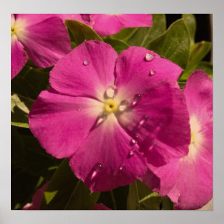 Lila Vinca-Poster Poster