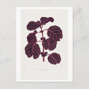 lila vintage botanische Illustration Postkarte