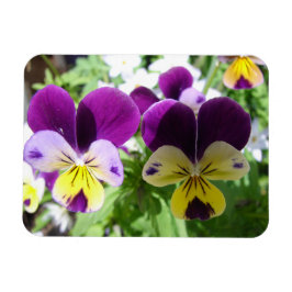 Lila Viola Pansy Hübsche Blume Blumenkarte Magnet