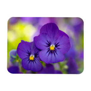 Lila Violas Magnet