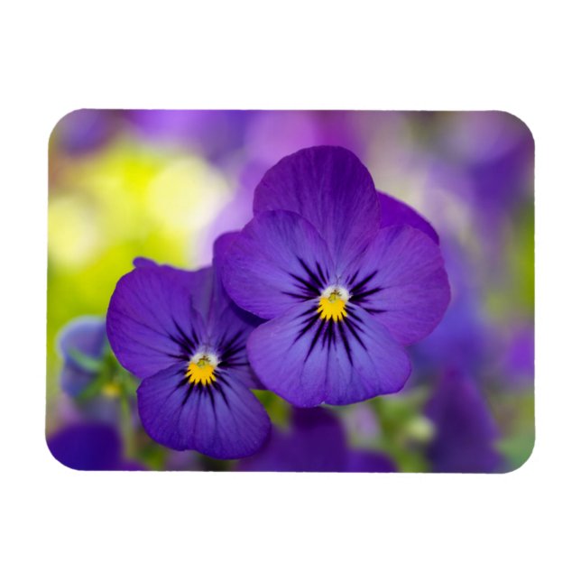 Lila Violas Magnet (Horizontal)