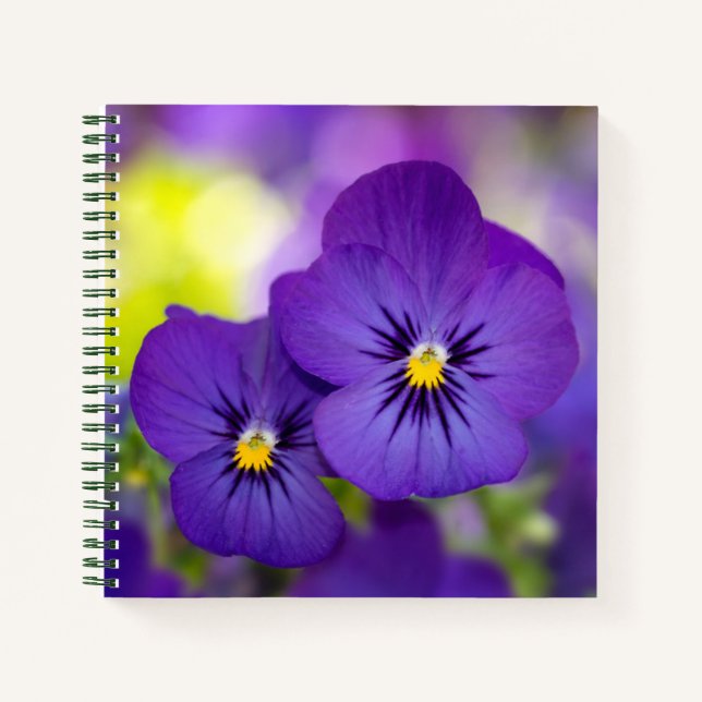 Lila Violas Notizbuch (Vorderseite)
