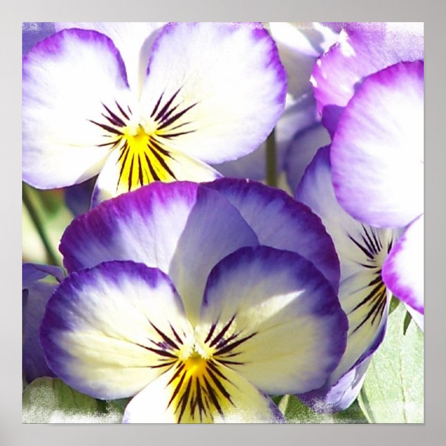 Lila Violas Poster (Vorne)