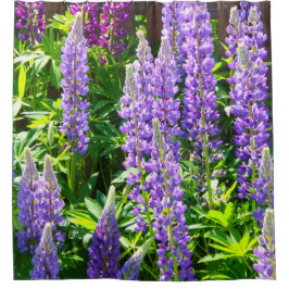Lila violett rosa pink Lupinen Blumen polyphyllus Duschvorhang