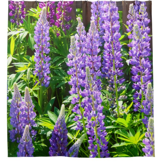 Lila violett rosa pink Lupinen Blumen polyphyllus Duschvorhang (Vorderseite)