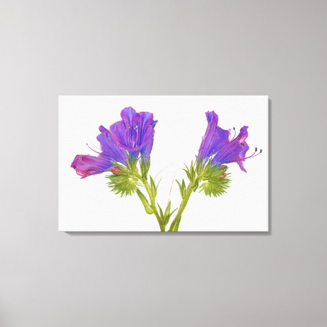 Lila Viper Bugloss (Echinplantaginum) Leinwanddruck (Vorderseite)