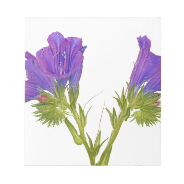 Lila Viper Bugloss (Echinplantaginum) Notizblock (Vorderseite)
