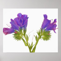 Lila Viper Bugloss (Echinplantaginum)