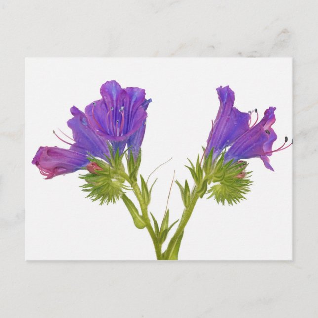 Lila Viper Bugloss (Echinplantaginum) Postkarte (Vorderseite)