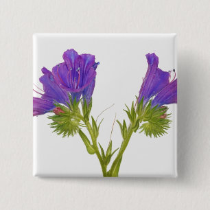 Lila Vipern Bugloss (Echium plantagineum) Button
