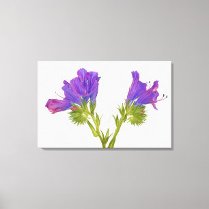 Lila Vipern Bugloss (Echium plantagineum) Leinwanddruck