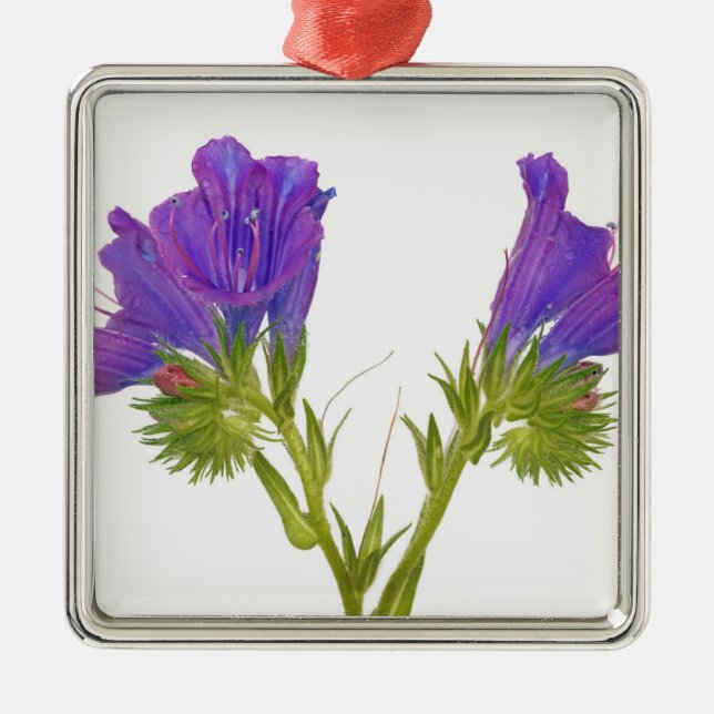 Lila Vipern Bugloss (Echium plantagineum) Silbernes Ornament (Vorne)