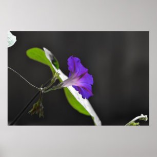Lila Vormittagsruhm Blume Poster