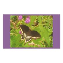 Lila, wackeliger Schwarzmonarch