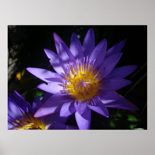Lila Wasser-Lippen-Poster Poster (Vorne)