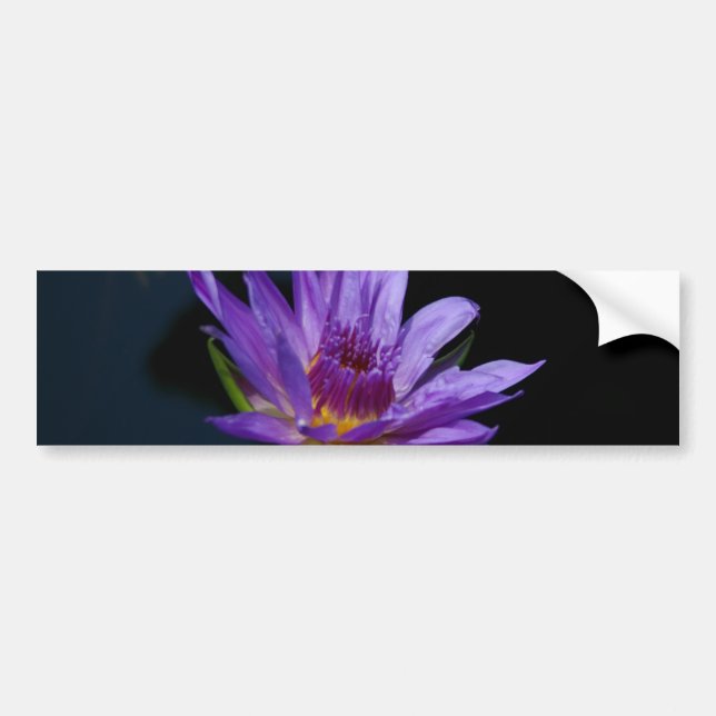 Lila Wasserlilie Lotus Autoaufkleber (Vorne)