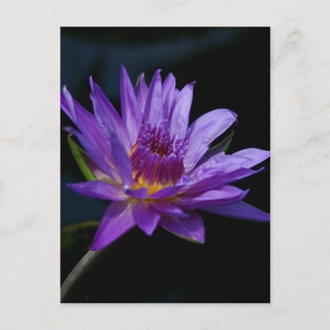 Lila Wasserlilie Lotus Postkarte (Vorderseite)