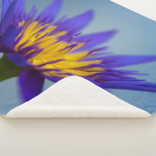 Lila Wasserlilie Sherpadecke