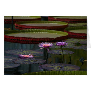 Lila Wasserlilien Lotus