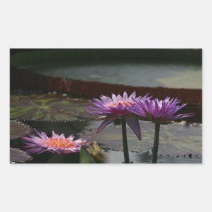 Lila Wasserlilien Lotus Aufkleber