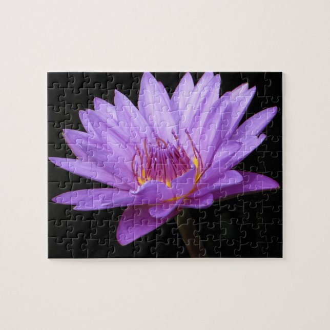 Lila Wasserlily-Puzzle (Horizontal)