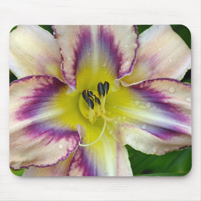 Lila-weiße Lilie Mousepad (Vorne)