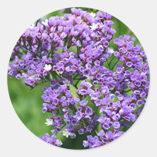 Lila-weiße Statice (Limonium) Blume in Blüte Runder Aufkleber