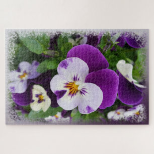 Lila weiße Stiefmütterchen