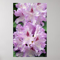 Lila-weißes Rhododendron-Blume-Poster