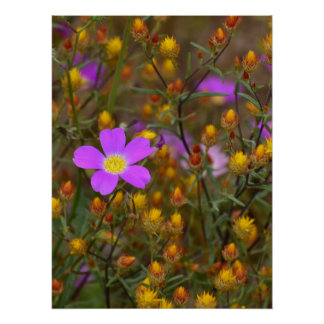 Lila Wildblume – Naturs Farbensymphonie Poster