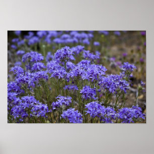 Lila Wildblume Poster 2