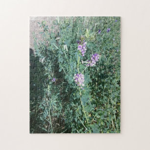 Lila Wildblumen