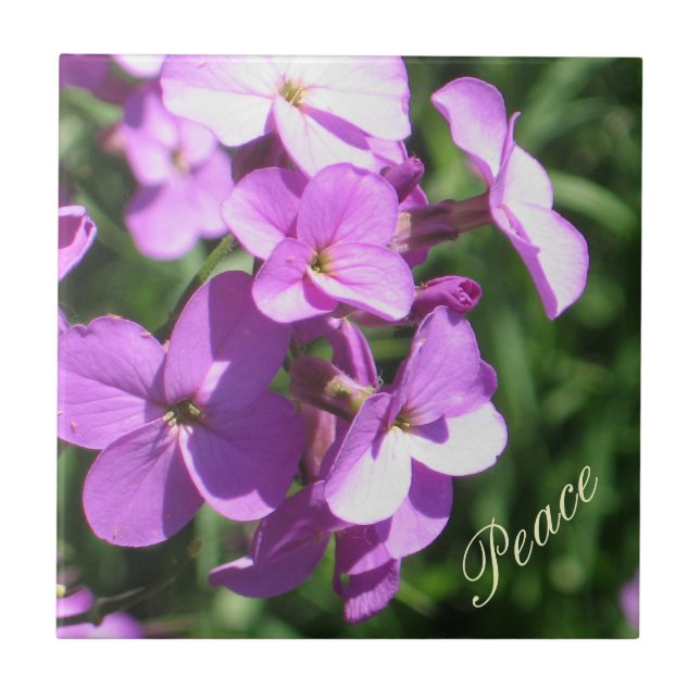 Lila Wildblumen-Frieden Fliese (Vorderseite)