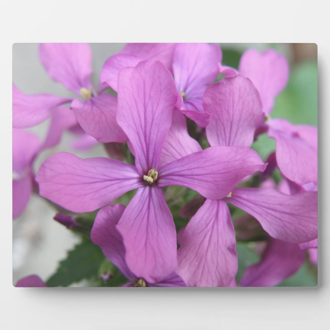Lila Wildblumen Plaque Fotoplatte (Vorderseite)
