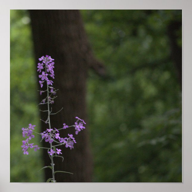 Lila Wildblumen Poster (Vorne)