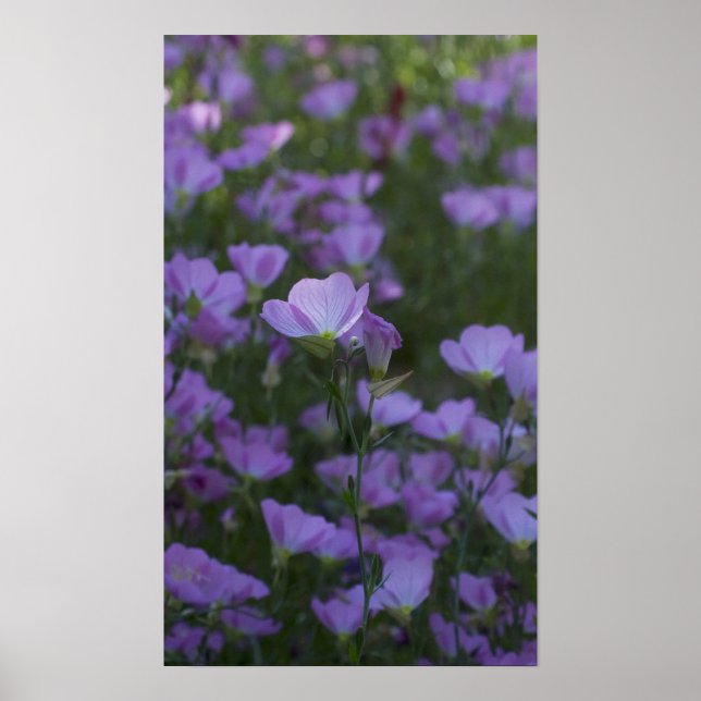 lila Wildblumen Poster (Vorne)