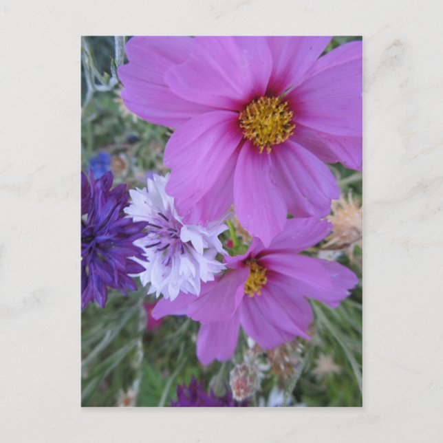 lila Wildblumen Postkarte (Vorderseite)