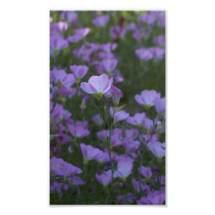 lila Wildblumen überall Fotodruck
