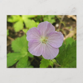 Lila Wilde Storchschnabel Michigan Wildflower Post Feiertagspostkarte