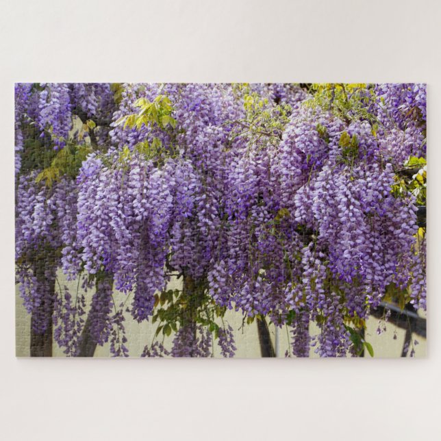 Lila Wisteria (Horizontal)