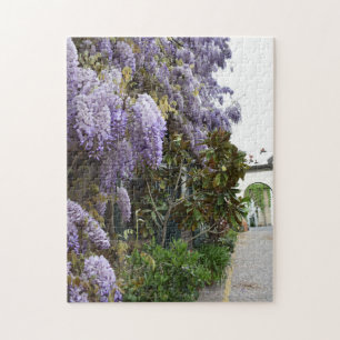 Lila Wisteria Blume Kensington Chelsea London