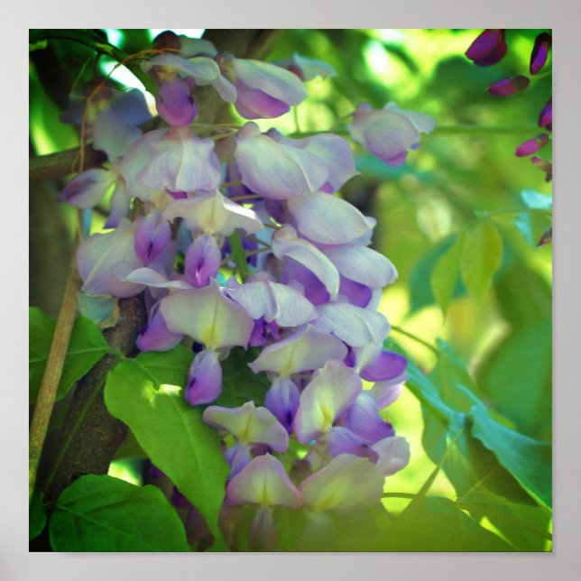 Lila Wisteria Blume Poster (Vorne)