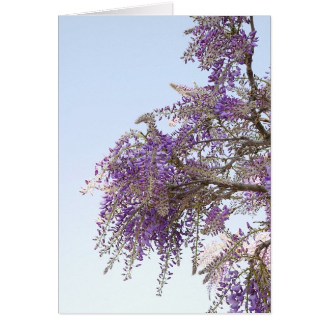 Lila Wisteria Card (Vorne)