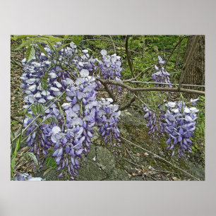 Lila Wisteria Coordinating Items Poster