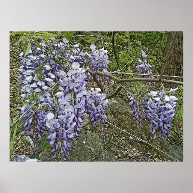 Lila Wisteria Coordinating Items Poster (Vorne)
