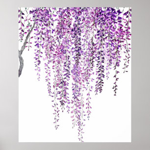 lila wisteria in blüte  poster