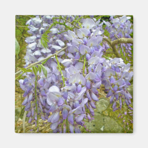 Lila Wisteria-Koordinationsaufgaben Magnet