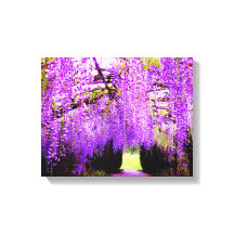 Lila Wisteria Locarno