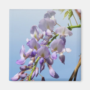 Lila Wisteria Magnet