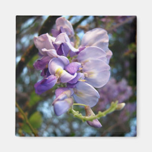 Lila Wisteria-Magnet Magnet
